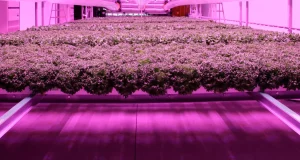 三菱ケミカルグループ、完全人工光型植物工場の初導入が決定～農業ビジネスと特許